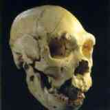 Atapuerca: cráneo 5 (vista B)