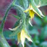 Plantas sanjuaniegas: Tomatera.
