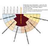 Click para ampliar. Pulsa en el nombre para ver la ficha. Antigüedad genotipos de caballos (de H.Oelke)