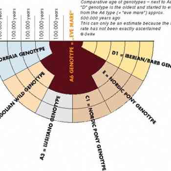 Click para ampliar. Pulsa en el nombre para ver la ficha. Antigüedad genotipos de caballos (de H.Oelke)
