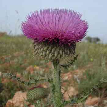 Click para ampliar. Pulsa en el nombre para ver la ficha. cardo