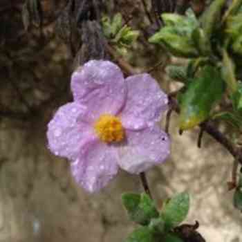 Click para ampliar. Pulsa en el nombre para ver la ficha. cistus albidus