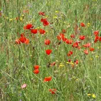 Click para ampliar. Pulsa en el nombre para ver la ficha. trigo-y-amapolas