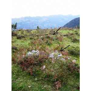 Click para ampliar. Pulsa en el nombre para ver la ficha. Campo tumular de Oiarrar goikoa (NAVARRA)