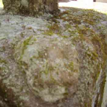 Click para ampliar. Pulsa en el nombre para ver la ficha. cabeza da serpe