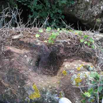 Click para ampliar. Pulsa en el nombre para ver la ficha. casoleta