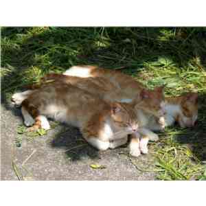 Click para ampliar. Pulsa en el nombre para ver la ficha. *