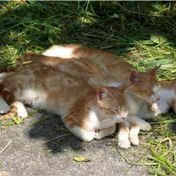 Click para ampliar. Pulsa en el nombre para ver la ficha. *