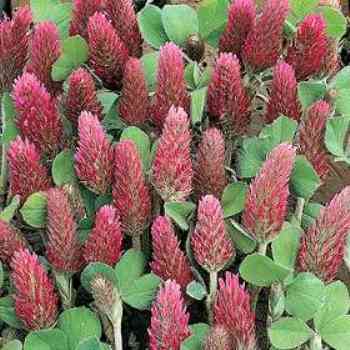 Click para ampliar. Pulsa en el nombre para ver la ficha.