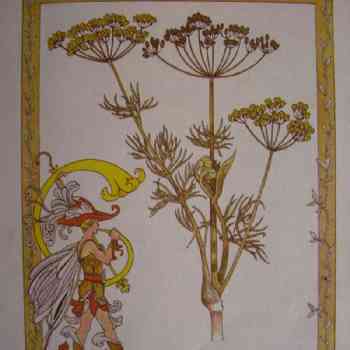 Click para ampliar. Pulsa en el nombre para ver la ficha. Eneldo