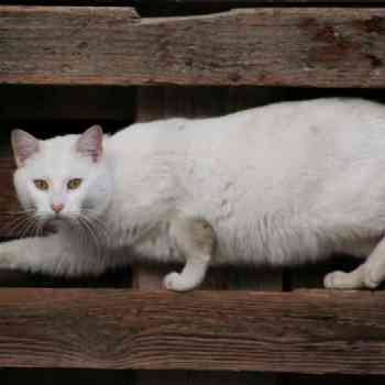 Click para ampliar. Pulsa en el nombre para ver la ficha. Gato