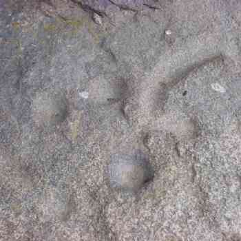 Click para ampliar. Pulsa en el nombre para ver la ficha. Cazoletas de Los Barruecos 3