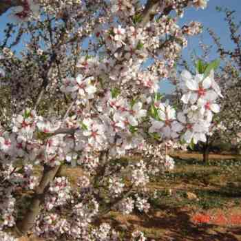 Click para ampliar. Pulsa en el nombre para ver la ficha. Almendro en flor Ayora