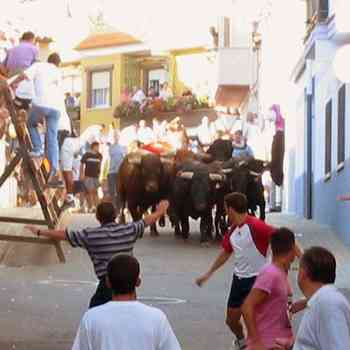 Click para ampliar. Pulsa en el nombre para ver la ficha. Fiesta de los Toros en Ayora
