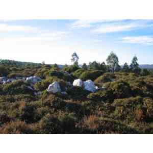 Click para ampliar. Pulsa en el nombre para ver la ficha. Círculo lítico de O Freixo 3