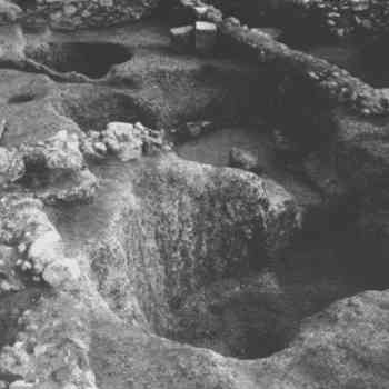 Click para ampliar. Pulsa en el nombre para ver la ficha. Torcularii rupestra