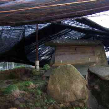 Click para ampliar. Pulsa en el nombre para ver la ficha. Cámara del dolmen de Dombate protegida con tablas.