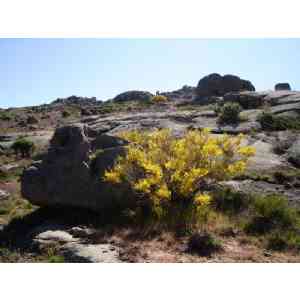 Click para ampliar. Pulsa en el nombre para ver la ficha. Ulaca - Conjunto Lítico - Elemento 6 - Desde abajo