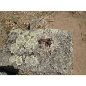 Click para ampliar. Pulsa en el nombre para ver la ficha. Grapas de hierro (Cáparra)