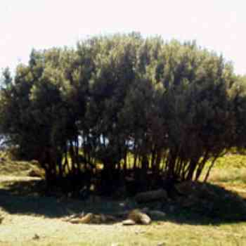 Click para ampliar. Pulsa en el nombre para ver la ficha. El Encinal. Dolmen. Encina