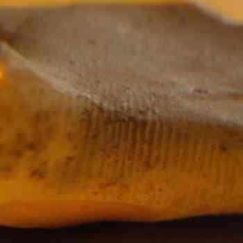 Click para ampliar. Pulsa en el nombre para ver la ficha. Huellas dactilares de un alfarero íbero.