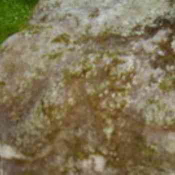 Click para ampliar. Pulsa en el nombre para ver la ficha. Cabeza