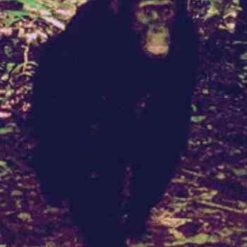 Click para ampliar. Pulsa en el nombre para ver la ficha. Nuevo primate en el congo