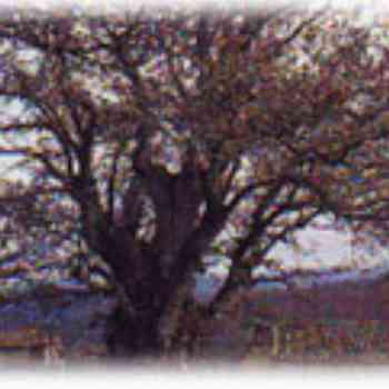 Click para ampliar. Pulsa en el nombre para ver la ficha. Roble Valentín,en Tineo(Asturias)