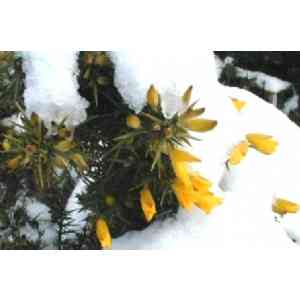 Click para ampliar. Pulsa en el nombre para ver la ficha. Chorima