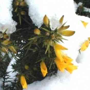 Click para ampliar. Pulsa en el nombre para ver la ficha. Chorima