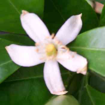 Click para ampliar. Pulsa en el nombre para ver la ficha. Azahar, flor del naranjo (Citrus Aurantium)
