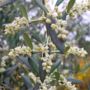 Click para ampliar. Pulsa en el nombre para ver la ficha. Olivo (Olea Europaea)