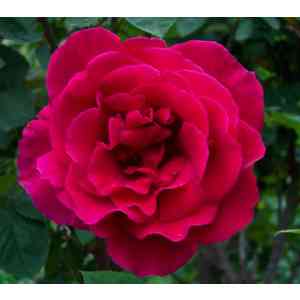 Click para ampliar. Pulsa en el nombre para ver la ficha. Rosa,-ae