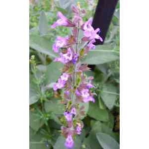 Click para ampliar. Pulsa en el nombre para ver la ficha. Salvia (Salvia Officinalis).