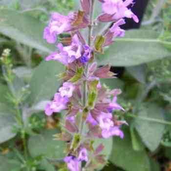 Click para ampliar. Pulsa en el nombre para ver la ficha. Salvia (Salvia Officinalis).