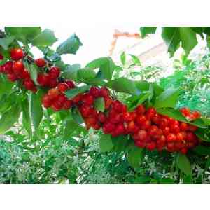 Click para ampliar. Pulsa en el nombre para ver la ficha. Cerezas del Valle del Jerte (Cáceres)