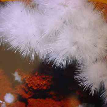 Click para ampliar. Pulsa en el nombre para ver la ficha. Rosas de Aragonito 2