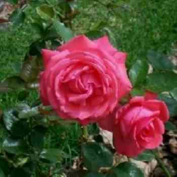 Click para ampliar. Pulsa en el nombre para ver la ficha. Rosas