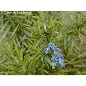 Click para ampliar. Pulsa en el nombre para ver la ficha. romero en flor