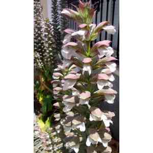 Click para ampliar. Pulsa en el nombre para ver la ficha. Acanto (Acanthus mollis)