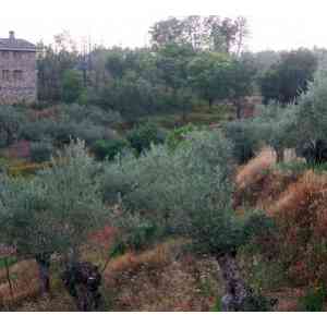 Click para ampliar. Pulsa en el nombre para ver la ficha. Paisaje <I>sanjuaniego</I> jurdano.