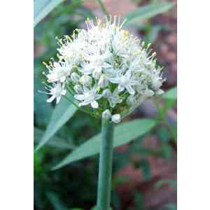 Click para ampliar. Pulsa en el nombre para ver la ficha. Plantas sanjuaniegas: Cebolla.