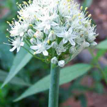 Click para ampliar. Pulsa en el nombre para ver la ficha. Plantas sanjuaniegas: Cebolla.