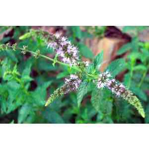 Click para ampliar. Pulsa en el nombre para ver la ficha. Plantas sanjuaniegas: Menta.