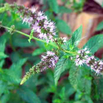 Click para ampliar. Pulsa en el nombre para ver la ficha. Plantas sanjuaniegas: Menta.