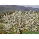 Click para ampliar. Pulsa en el nombre para ver la ficha. Cerezo del Valle del Jerte