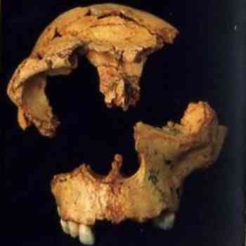 Click para ampliar. Pulsa en el nombre para ver la ficha. Atapuerca: cráneo de