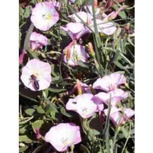 Click para ampliar. Pulsa en el nombre para ver la ficha. Correhuela (Convolvulus arvensis)