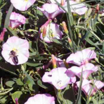 Click para ampliar. Pulsa en el nombre para ver la ficha. Correhuela (Convolvulus arvensis)
