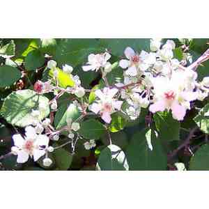 Click para ampliar. Pulsa en el nombre para ver la ficha. Zarzamora (Rubus fruticosus agg.)